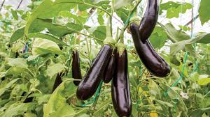 Eggplant Seedling