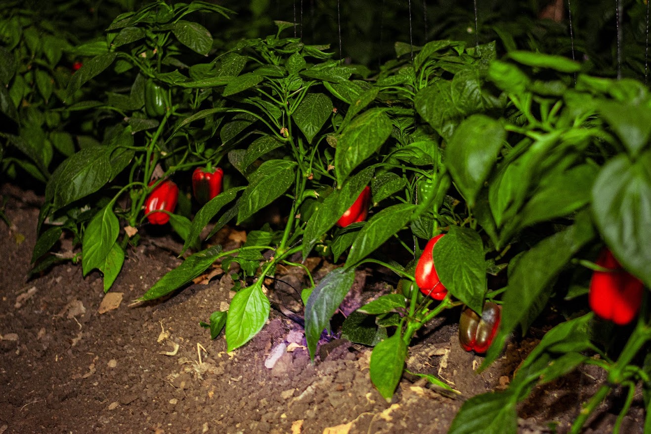 Red Chilli Product