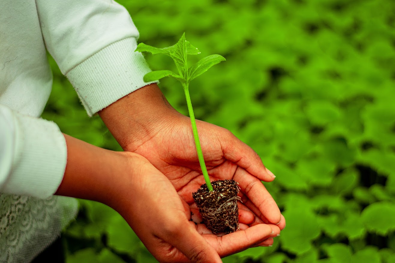 Seedlings Care