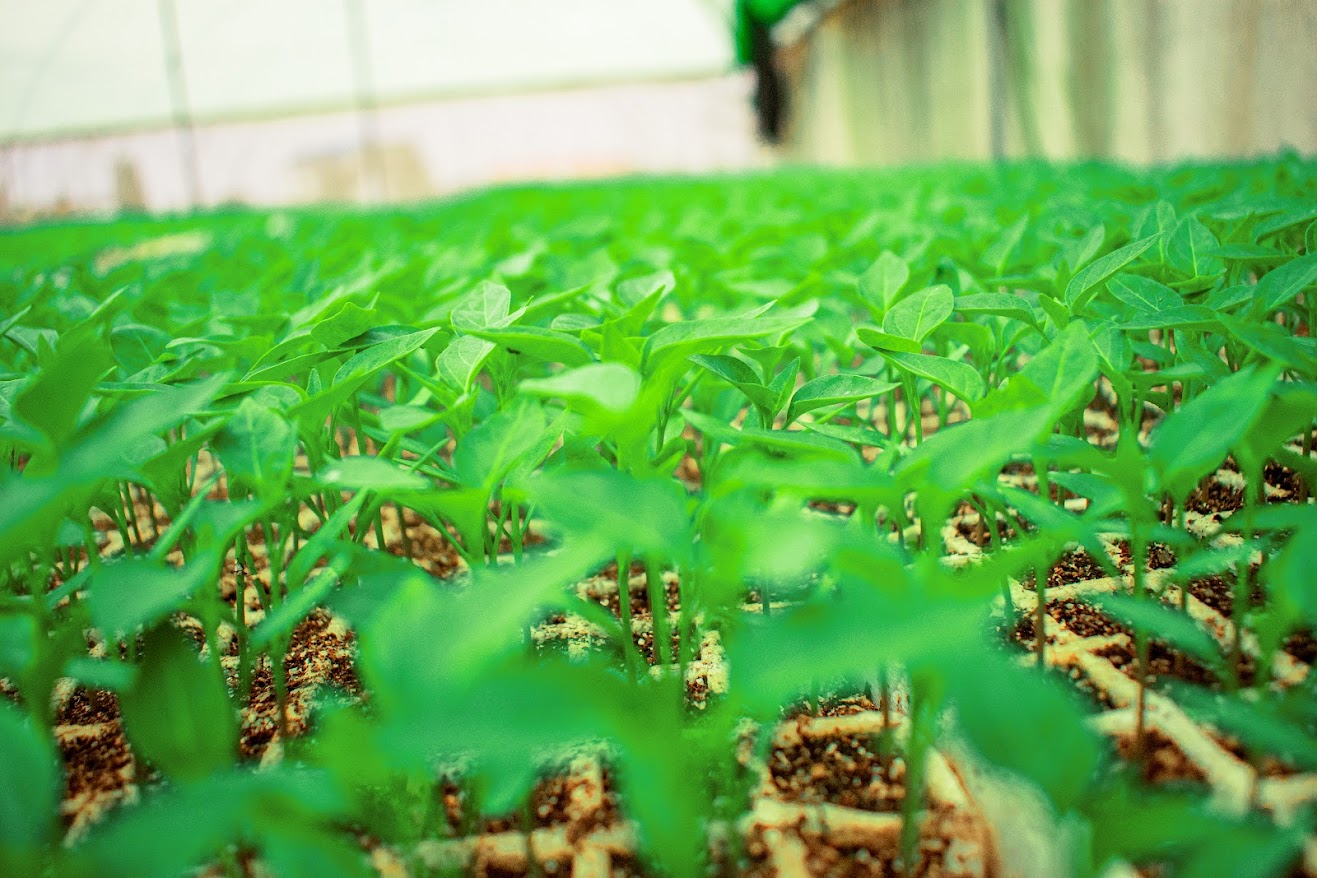 Red Chilli Seedling