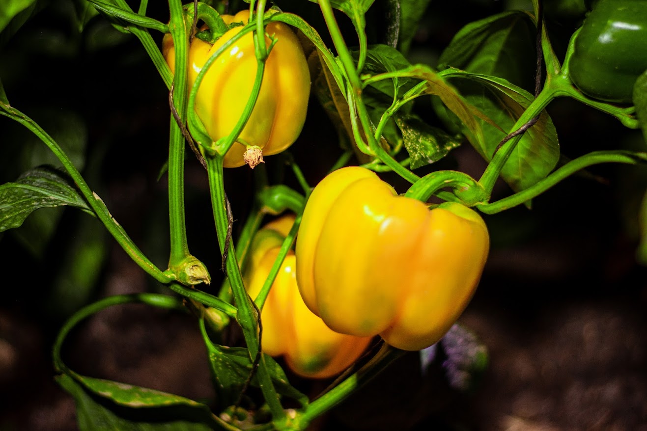 Capsicum Product